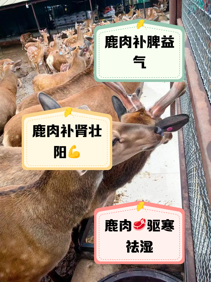 关于雄鹿靠技术统治东部，攻防健康实力最佳的信息